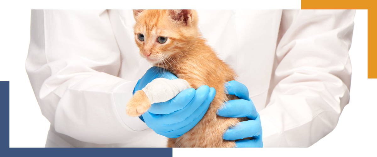 Choosing the Right PPE for Veterinary Safety